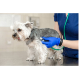 clínica que faz eletrocardiograma em cães e gatos Gama
