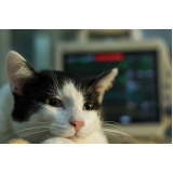 clínica que faz eletrocardiograma para gatos Núcleo Bandeirante