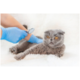 clínica que faz endoscopia em gatos Recanto das Emas