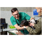 clínica que faz endoscopia para animal de estimação Ipueiras