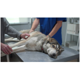 clínica que faz endoscopia para animal Santa Bárbara