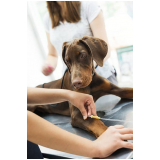 clínica que faz endoscopia para cães Barrolândia