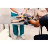 clínica que faz endoscopia pet Pirinópolis