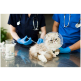 clínica que faz exame de ecocardiograma para gatos Samambaia