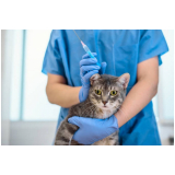 clínica que faz exame de sangue para gatos Planaltina