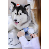 clínica que faz exame de urina cachorro Silvanópolis