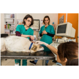 clínica que faz ultrassom veterinária Luziânia