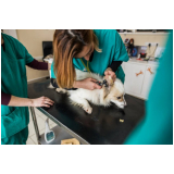 clínica que faz ultrassonografia animal Pugmil