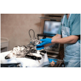 clínica que faz ultrassonografia em pequenos animais Octogonal