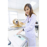 clínica veterinária para cães contato São Bartolomeu
