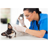 dermatologista veterinario marcar Pugmil