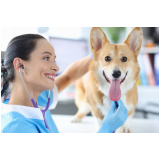 ecocardiograma em cachorro marcar Recanto das Emas