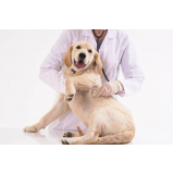 eletrocardiograma em cães e gatos agendar Gameleira