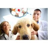 eletrocardiograma em cães e gatos Guará