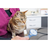 eletrocardiograma para cães e gatos agendar Pompílio Marques