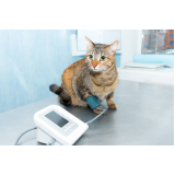 eletrocardiograma para gatos marcar SIA