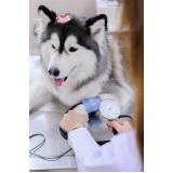 endereço de clínica veterinária para cães Planaltina