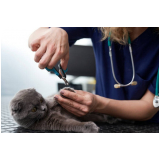 endereço de clínica veterinária para gatos Anápolis