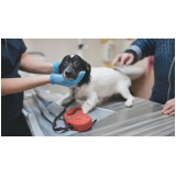 endoscopia para cães Tocantínia