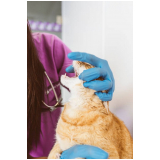 Endoscopia em Gatos