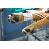 exame de citologia em cães Brazlândia