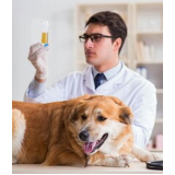 exame de urina de cachorro São Sebastião