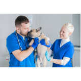 Hospital Veterinario Cães e Gatos 24h