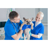 hospital veterinario cães e gatos 24h contato Riacho Fundo II