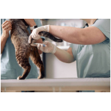hospital veterinario cães e gatos Barrolândia