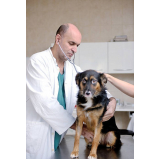 internação para animais domésticos clínica Octogonal