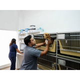 internação para cães e gatos clínica Caldas Novas