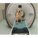 laboratório de exame de tomografia para animais Campos Belos
