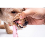 odontologia cachorro clínica Novo Gama