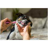 odontologia cachorro Pirenópolis
