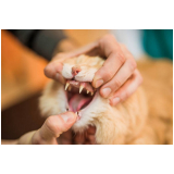 odontologia de pequenos animais clínica São João da Aliança