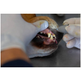 odontologia em pequenos animais Guará