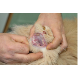 odontologia felina clínica Riacho Fundo I