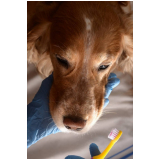 odontologia para cachorro Riacho Fundo II