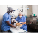 onde agendar cirurgia em animais de companhia Recanto das Emas