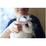 onde agendar veterinária de felinos Luziânia