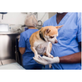 onde faz cirurgia veterinária em pequenos animais Ceilândia