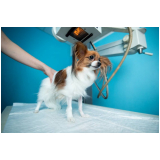 onde marcar check up veterinário em cachorros Cidade Ocidental