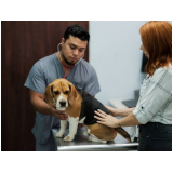 onde marcar check up veterinário para cachorros Mimoso de Goiás