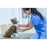 onde marcar check up veterinário para cães Campos Belos