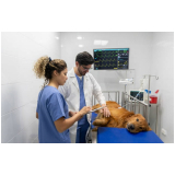onde marcar cirurgia ortopédica em cães Campos Belos