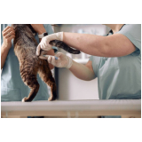 onde marcar veterinária de felinos Fercal