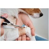 onde marcar veterinário de cachorro Asa Sul