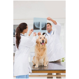 onde marcar veterinário para cachorros Formosa
