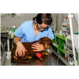 onde tem especialista em dermatologia veterinaria Samambaia Sul Samambaia