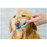 onde tem odontologia para cachorro Brejinho de Nazaré